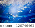 Aquarium: Beautiful large tank 126746463