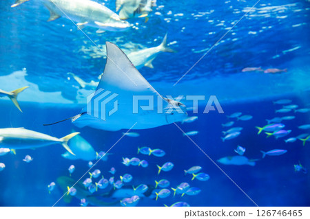 水族箱：美麗的大水箱 126746465