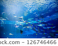 Aquarium: Beautiful large tank 126746466