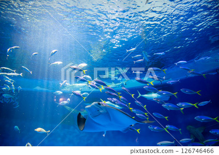 水族箱:美麗的大水箱 水族箱:美麗的大水箱 126746466