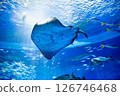 Aquarium: Beautiful large tank 126746468