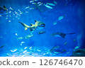 Aquarium: Beautiful large tank 126746470