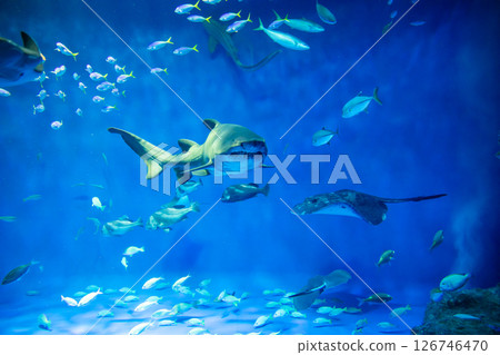 水族箱:美麗的大水箱 水族箱:美麗的大水箱 126746470