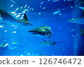 Aquarium: Beautiful large tank 126746472