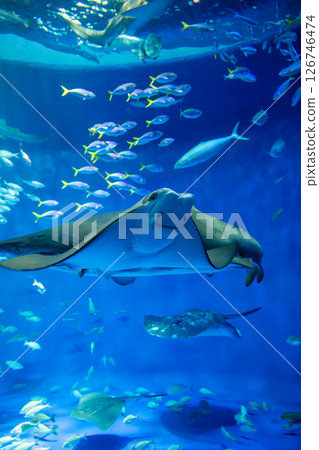 水族箱:美麗的大水箱 水族箱:美麗的大水箱 126746474
