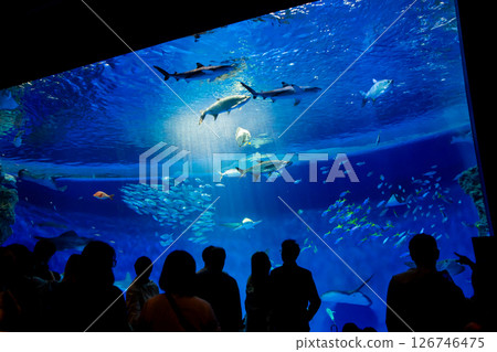 水族箱：美麗的大水箱 126746475