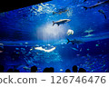 Aquarium: Beautiful large tank 126746476