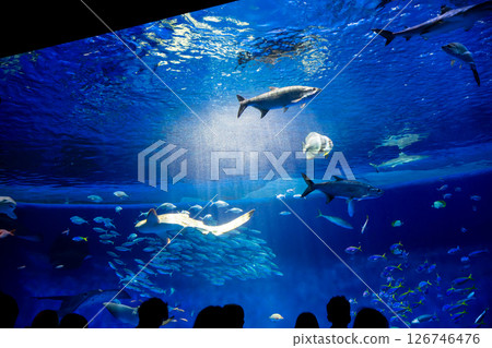 水族箱：美麗的大水箱 126746476