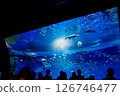 Aquarium: Beautiful large tank 126746477