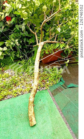 Pruned branches of Christmas holly Pruned branches of Christmas holly 126746502