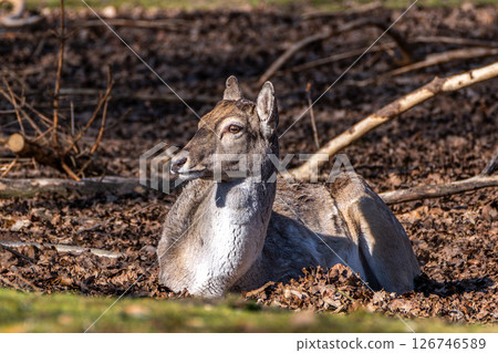 The fallow deer, Dama mesopotamica is a ruminant mammal The fallow deer, Dama mesopotamica is a ruminant mammal 126746589