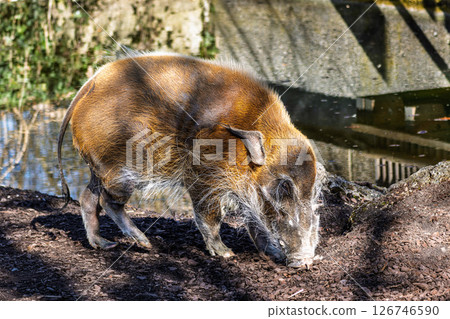 Red river hog, Potamochoerus porcus, also known as the bush pig. Red river hog, Potamochoerus porcus, also known as the bush pig. 126746590