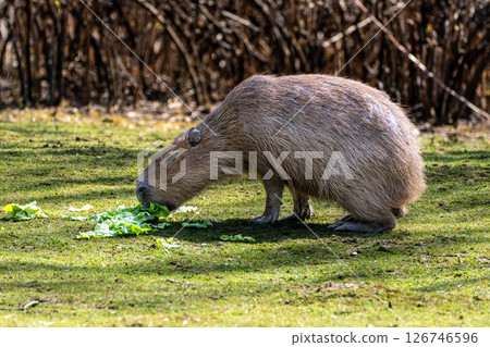 Capybara, Hydrochoerus hydrochaeris grazing on fresh green grass 126746596
