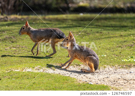 Patagonian Mara, Dolichotis patagonum are large relatives of guinea pigs Patagonian Mara, Dolichotis patagonum are large relatives of guinea pigs 126746597