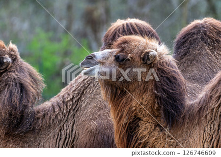 Bactrian camel, Camelus bactrianus in a german park 126746609
