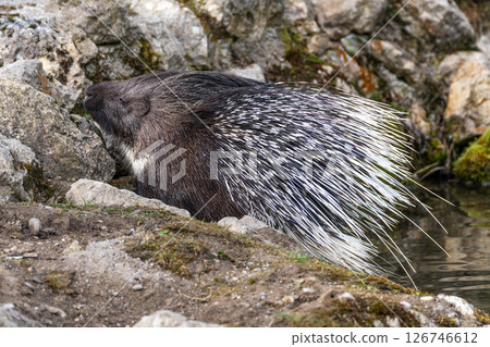 Indian crested Porcupine, Hystrix indica in a german nature park Indian crested Porcupine, Hystrix indica in a german nature park 126746612