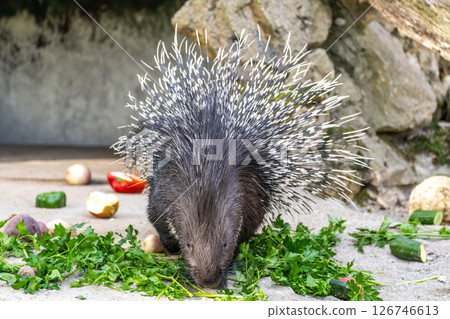 Indian crested Porcupine, Hystrix indica in a german nature park Indian crested Porcupine, Hystrix indica in a german nature park 126746613