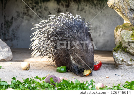 Indian crested Porcupine, Hystrix indica in a german nature park Indian crested Porcupine, Hystrix indica in a german nature park 126746614