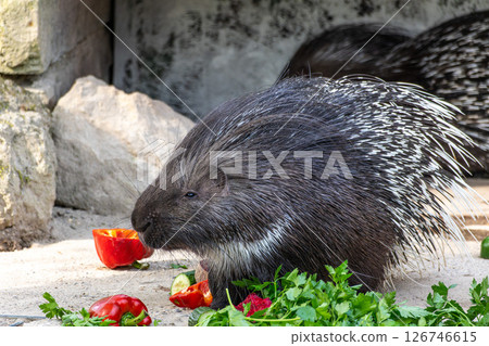 Indian crested Porcupine, Hystrix indica in a german nature park Indian crested Porcupine, Hystrix indica in a german nature park 126746615