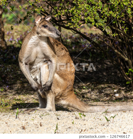 The agile wallaby, Macropus agilis also known as the sandy wallaby 126746617