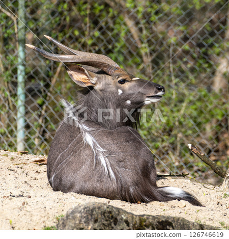 Nyala Antelope - Tragelaphus angasii. Wild life animal. Nyala Antelope - Tragelaphus angasii. Wild life animal. 126746619