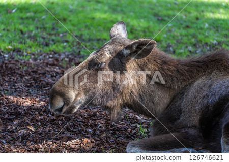 European Moose, Alces alces, also known as the elk European Moose, Alces alces, also known as the elk 126746621