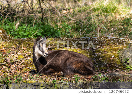 Apennine chamois, Rupicapra pyrenaica ornata, is living in Italy and Spain Apennine chamois, Rupicapra pyrenaica ornata, is living in Italy and Spain 126746622