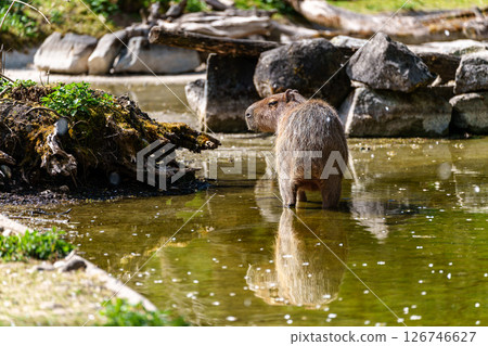 Capybara, Hydrochoerus hydrochaeris grazing on fresh green grass Capybara, Hydrochoerus hydrochaeris grazing on fresh green grass 126746627