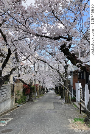 Sakura / Jurakuso 126746650