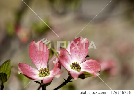 Spring flowers, dogwood flower scenery 126746796