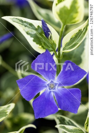 Early summer flower, periwinkle flower scenery-2 126746797