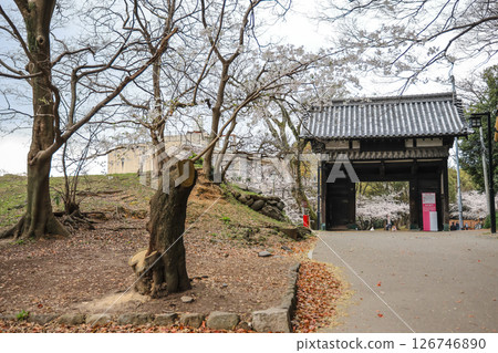 March 27 2025 a Traditional Japanese Gate Amid Blossoming Trees, Japan 126746890
