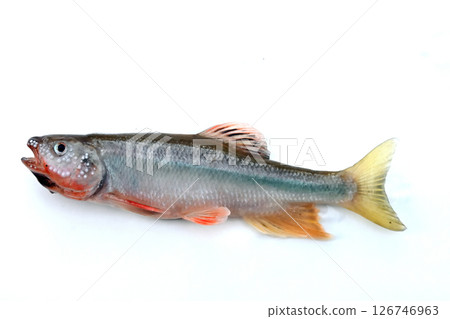 在沼駅市神戶川捕獲的稀有魚類 在沼駅市神戶川捕獲的稀有魚類 126746963