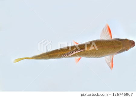 在沼駅市神戶川捕獲的稀有魚類 126746967