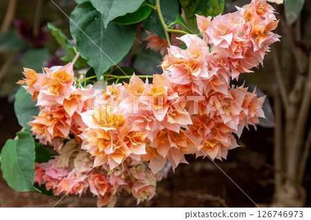 Orange bougainvillea [Nyctaginaceae] 126746973