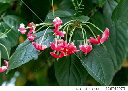 Combretia flowers cultivated for medicinal and ornamental purposes [Combretaceae] 126746975