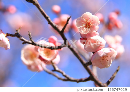 梅花開始綻放 梅花開始綻放 126747029