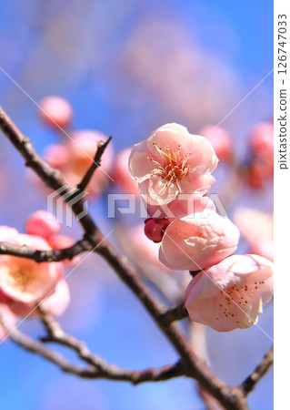 Plum blossoms starting to bloom 126747033