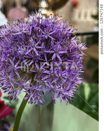Close-Up of Blooming Purple Allium Flower in Soft Indoor Light 126747148