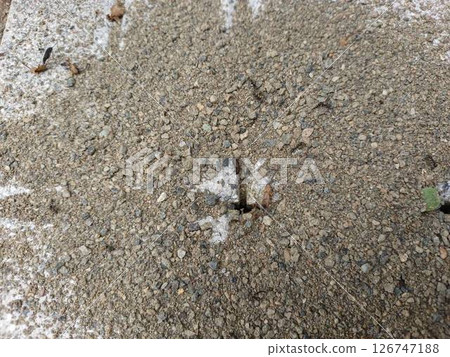 Ant nest Ant nest 126747188