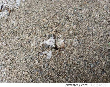 Ant nest Ant nest 126747189