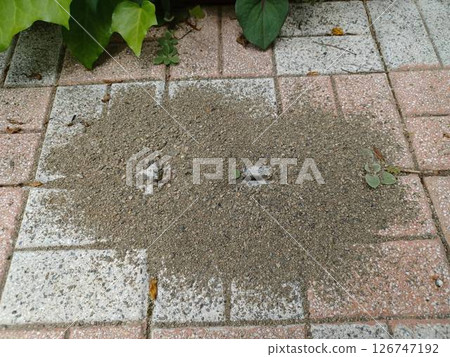 Ant nest Ant nest 126747192