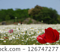 A red poppy blooming gracefully against a background of white flowers 126747277