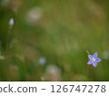 pretty flowers 126747278