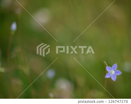 pretty flowers 126747278
