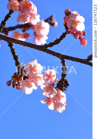 Plum blossoms starting to bloom Plum blossoms starting to bloom 126747323