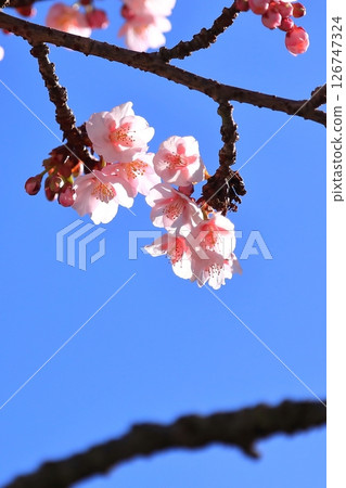 Plum blossoms starting to bloom Plum blossoms starting to bloom 126747324