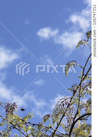 Spring flowers, wisteria flower scenery-2 126747352
