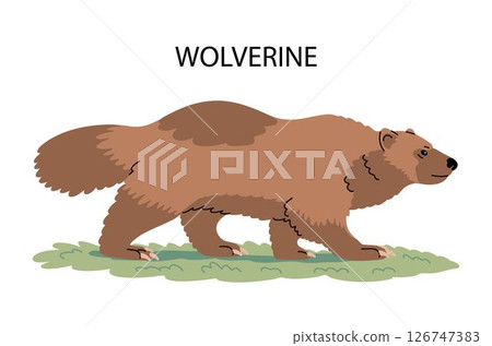 Illustration of a wild animal wolverine Illustration of a wild animal wolverine 126747383