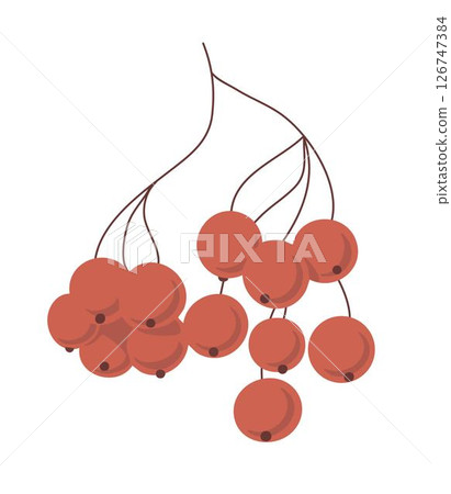 Illustration of a red rowan on a white background 126747384